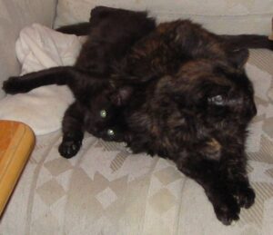 Black kitten and tortoiseshell cat on a beige couch
