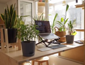 Laptop on a desk, surrounded by houseplants